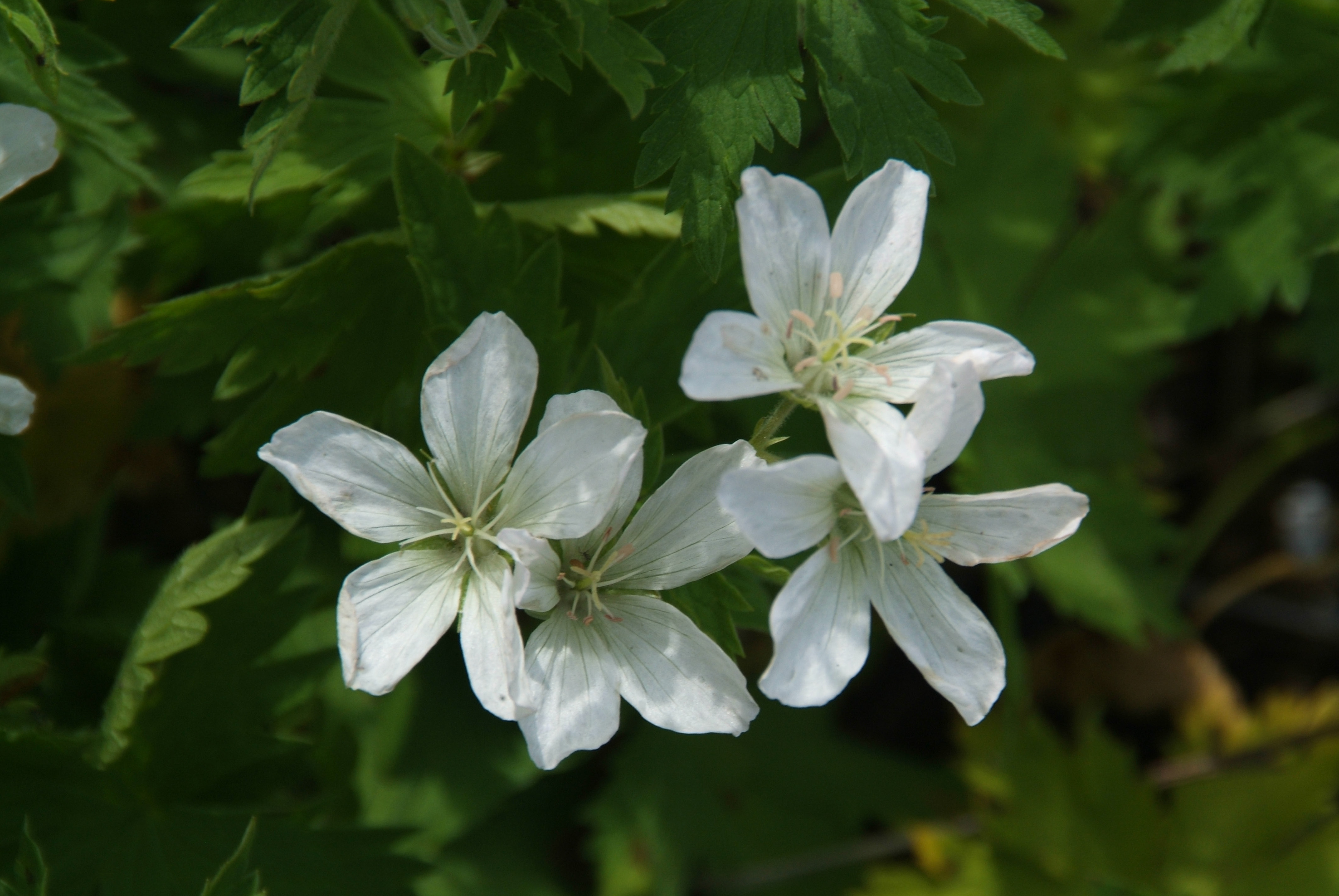 Geranium sylvaticum 'Album'  bestellen